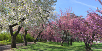 Step into Spring with the Central Park Conservancy