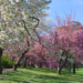 Step into Spring with the Central Park Conservancy