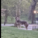 ‘Large’ Coyote Spotted In Central Park Near West 72nd Street: See Video