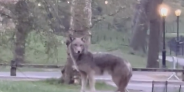 ‘Large’ Coyote Spotted In Central Park Near West 72nd Street: See Video