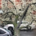 Tree Uprooted on UWS Following Storms; Another Seemingly Hit by Lightning