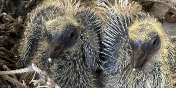 Rarely Seen Baby Pigeons Born on UWS Terrace: Video Proof