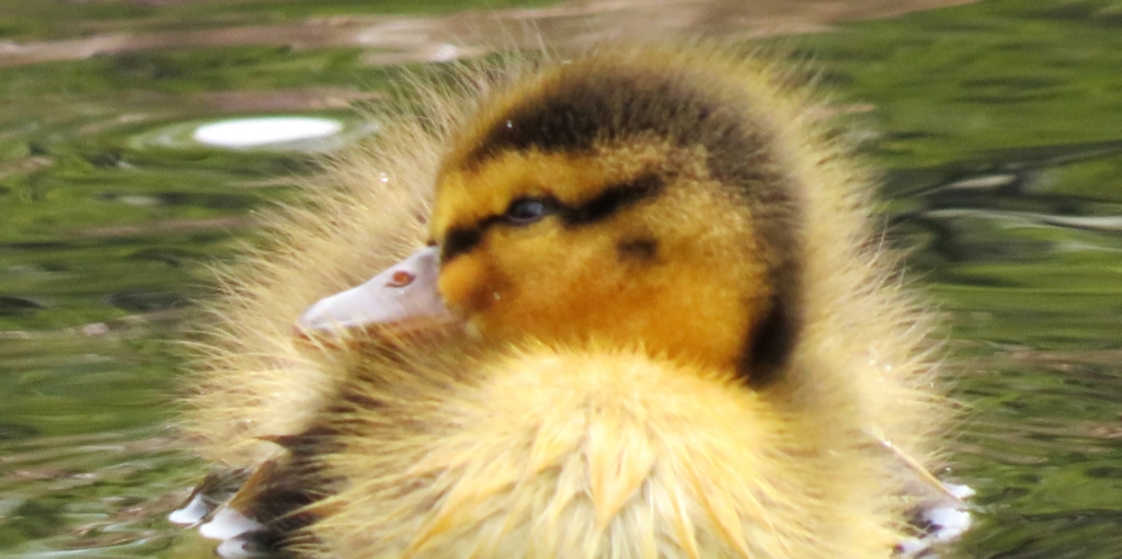 Central Park Birding Report: It’s Officially Spring; Central Park is Ducky