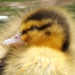 Central Park Birding Report: It’s Officially Spring; Central Park is Ducky