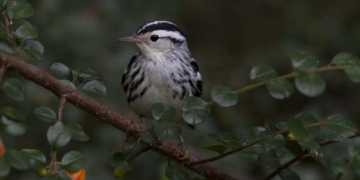 How to Start Birding on the UWS This Spring When Songbirds Will Stop By in Large Numbers