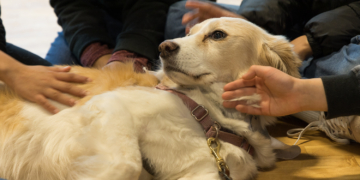 Volunteer with Your Dog – Become a Therapy Dog Team!