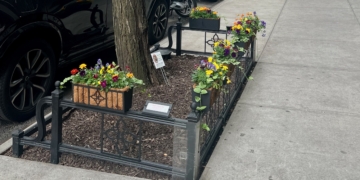 Street Tree Movement Grows on the Upper West Side; You Can Join This Tuesday — and Every Day