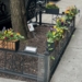 Street Tree Movement Grows on the Upper West Side; You Can Join This Tuesday — and Every Day