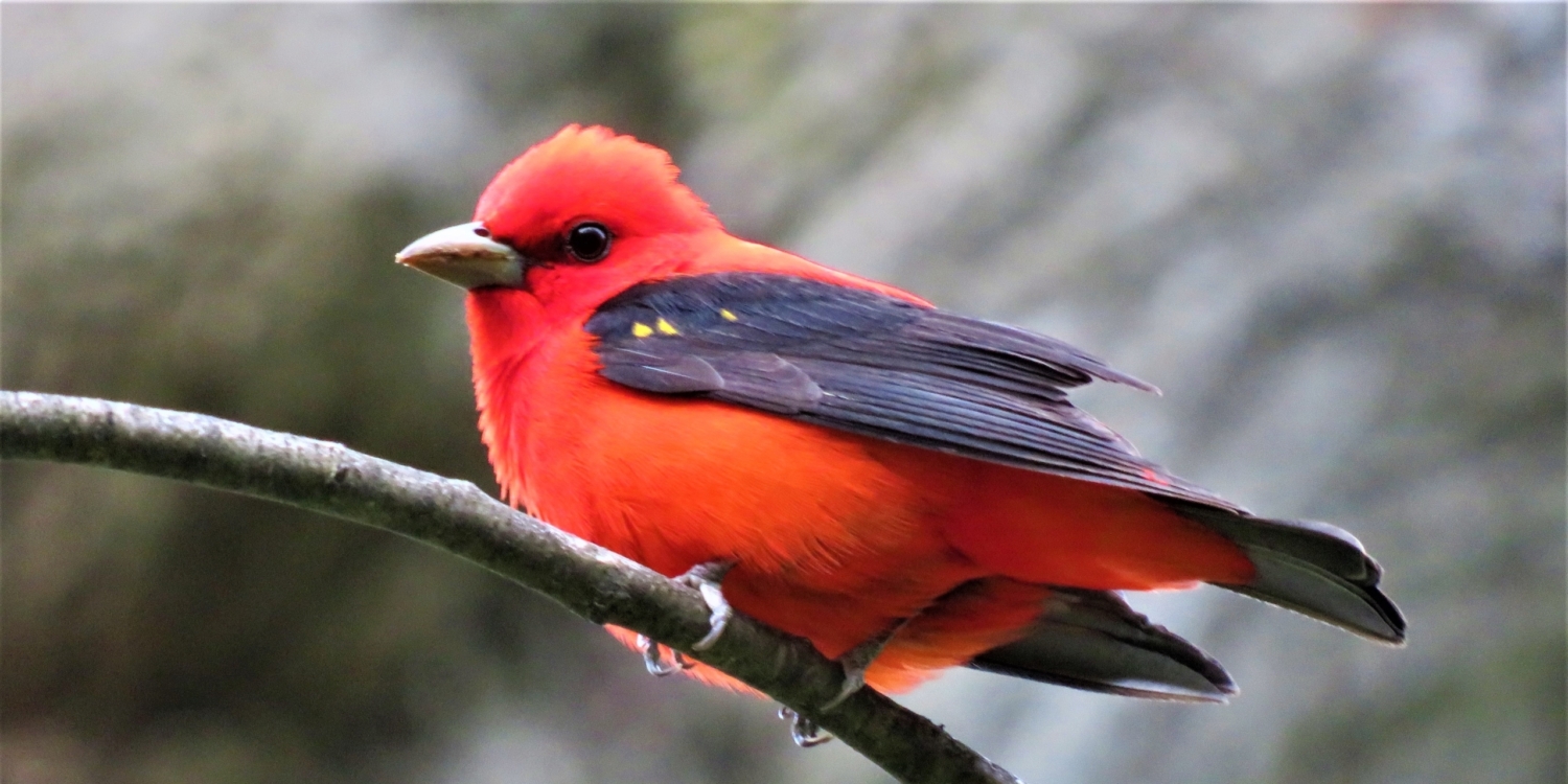 Central Park Birding Report: Scarlet Tanagers Have Arrived