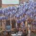West Side Canvas: Where and When the Wisteria?