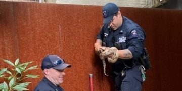 5-Foot-Long Boa Constrictor Found in UWS Backyard: See It Here