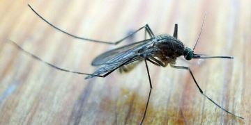 Mosquitoes With West Nile Virus Found On Upper West Side: DOH