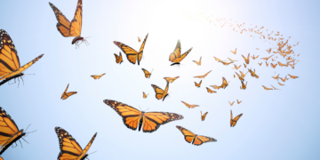 New at DOROT: A Series for Children of Holocaust Survivors