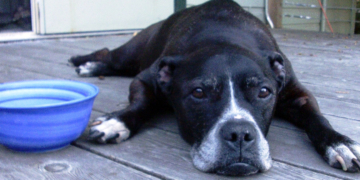 UWS Experiencing the ‘Dog Days of Summer’