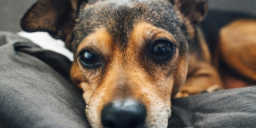 Keep Your Home Clean — and Your Pets Happy — With Well-Paid Maids