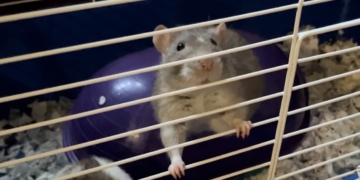 Weekend Column: Rat’s End, or, How a Rat Dies