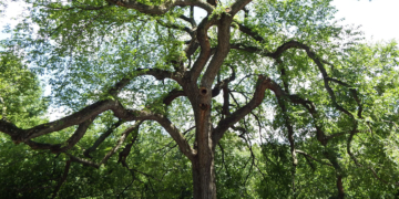 Parks Releases New Map of City’s ‘Great Trees’: Eight of Them Are in Central Park