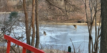 Coyotes Spotted Multiple Times Recently in Central Park, Including In Ramble