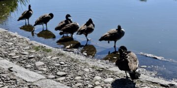 How Worried Should You Be About Bird Flu? The Facts Conveyed by an UWS Expert