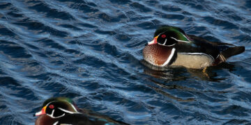 See the Birdlife of the Central Park Reservoir