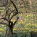 It’s a Daffodil Day on the Upper West Side: Wordsworth