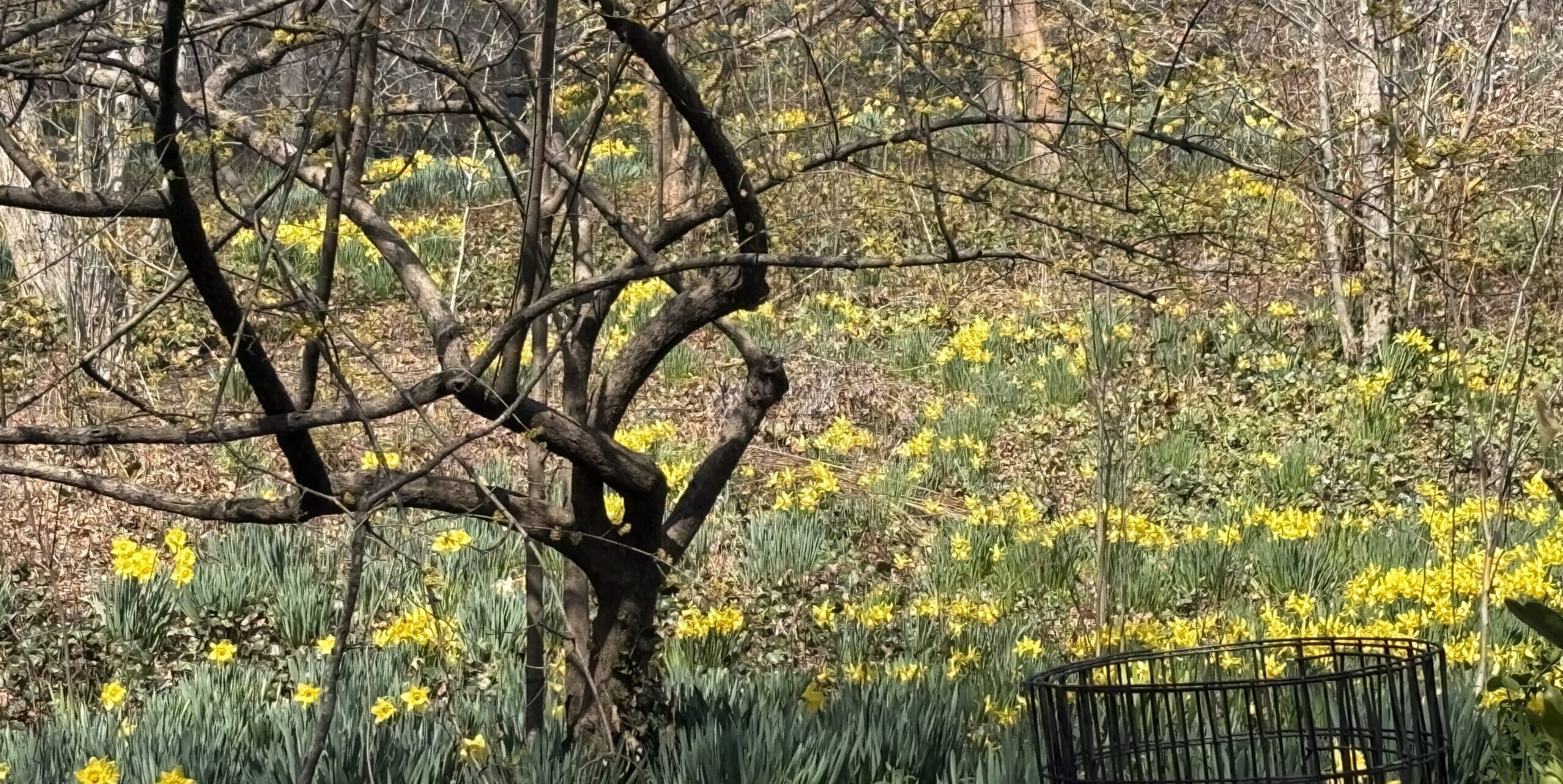 It's a Daffodil Day on the Upper West Side: Wordsworth