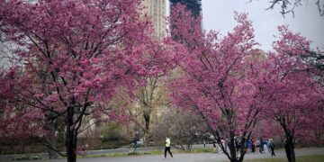 In Flight and Bloom: The Pulse of Migration on the Upper West Side