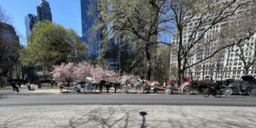 Horse Poop Concerns in Central Park: A WSR Investigation