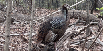 A Runaway Turkey Has Made Her Way To Central Park