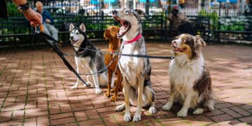 UWS Pet Experts Give Summer Heat and Travel Tips for Dogs and Cats 