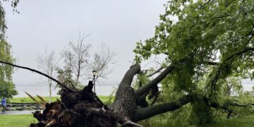 Weeping For The Willows: Riverside Park South’s Willow Trees Give Way to Hardier Stock