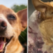 Vicious Dog Attack on Upper West Side Puts Chihuahua Into ICU: ‘I Am Incensed’