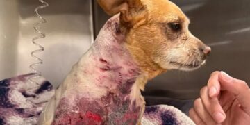 Vicious Dog Attack on Upper West Side Puts Chihuahua Into ICU: ‘I Am Incensed’