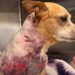 Vicious Dog Attack on Upper West Side Puts Chihuahua Into ICU: ‘I Am Incensed’