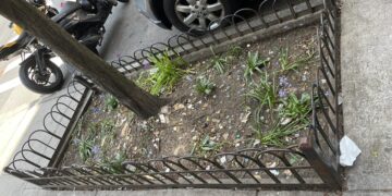 What’s the Story in Your UWS Tree Pit? Begonias, Bottlecaps, and Other Signs of Life