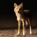 Central Park’s First Coyote Couple Comes Into the Limelight