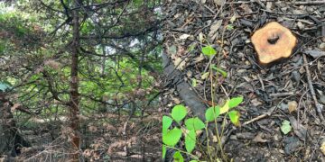 Beloved Central Park Pet Memorial Tree Cut Down: ‘It Was Loved to Death’