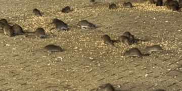 UPDATE: The Rat Swarm of West 96th Street: ‘I’m Beyond Horrified’