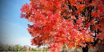A Mood to Fall For: It’s Glowtime on the Upper West Side
