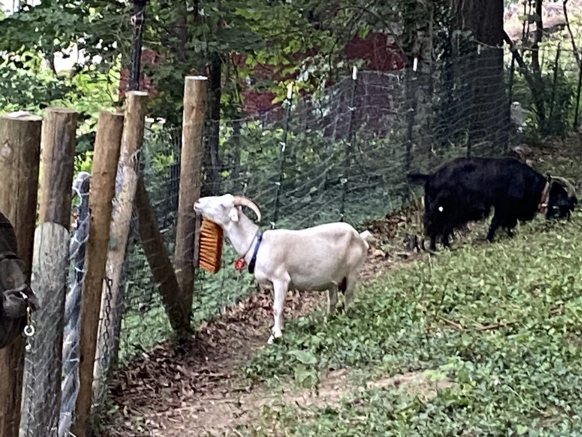 Learning to Herd the Goats in Riverside Park's Annual Goatham Initiative