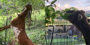 Learning to Herd the Goats in Riverside Park’s Annual Goatham Initiative