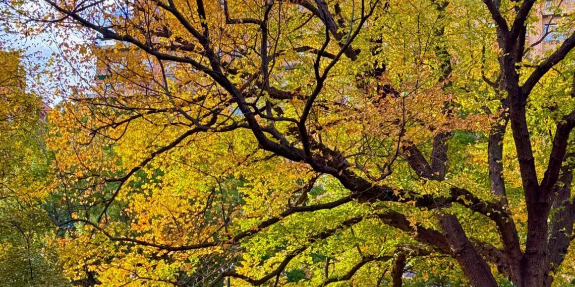 The Leaves Are Showing Off Their Colors in Central Park Near West 72nd Street: Photos