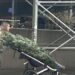 What Are You Paying This Year to Bring Home a Christmas Tree on the Upper West Side?
