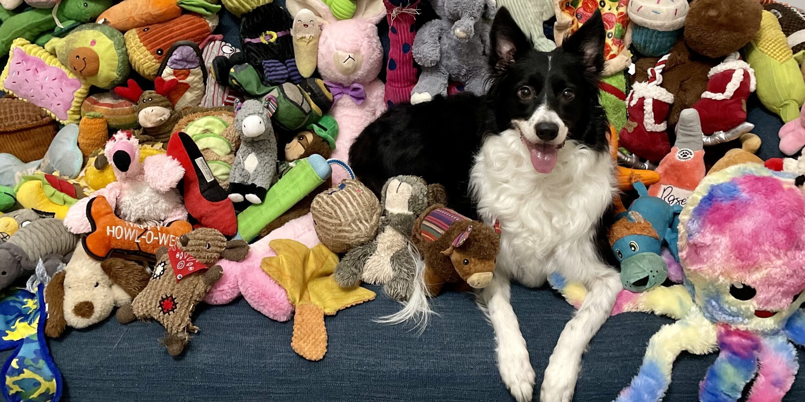 Upper West Side Genius Dog Featured in The New York Times