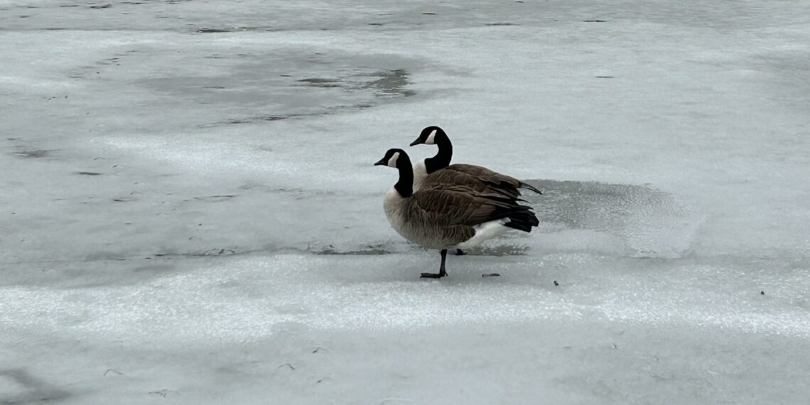 Monday Bulletin: Remembering UWS Politician and Activist Ronnie Eldridge; Mangled Movie Titles at Lincoln Center; On an UWS Hamantashen Crawl