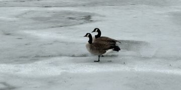 Monday Bulletin: Remembering UWS Politician and Activist Ronnie Eldridge; Mangled Movie Titles at Lincoln Center; On an UWS Hamantashen Crawl