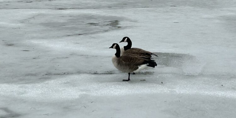 Monday Bulletin: Remembering UWS Politician and Activist Ronnie Eldridge; Mangled Movie Titles at Lincoln Center; On an UWS Hamantashen Crawl