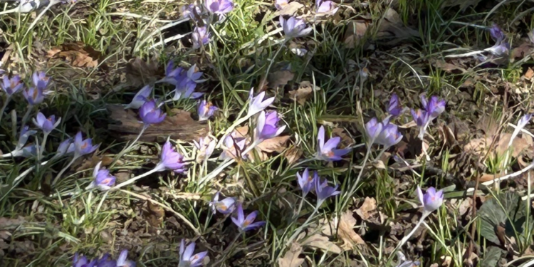 Monday Bulletin: Bloomberg Plans Ad Blitz to Support Lasher in UWS Race; Two Central Park Playgrounds are Finalists for Nation’s Best; Escaped Parakeet Finds Forever Home; UWS Dancer Responds to Actor’s Snipe; Author Selling UWS Brownstone for $16 Million