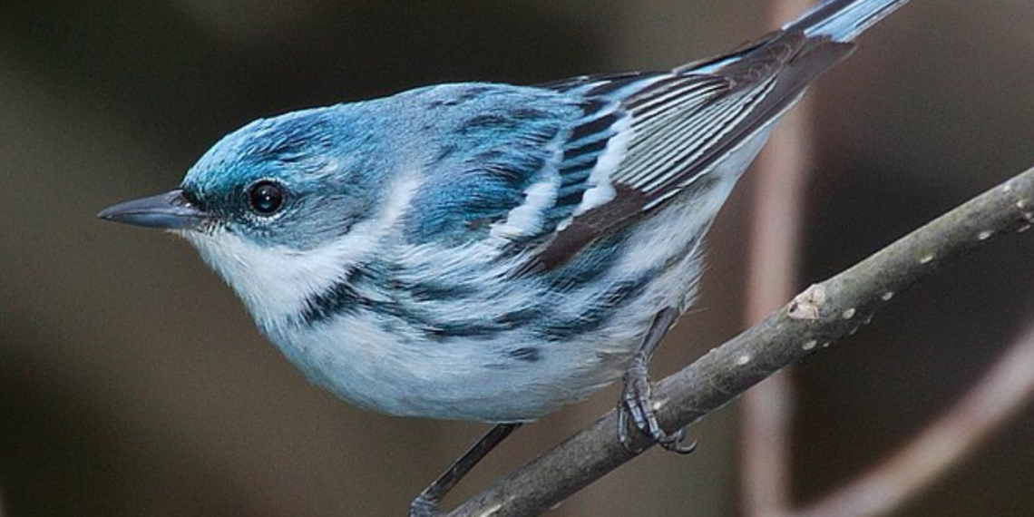 Spring Bird Migration on the Upper West Side: An Expert Shares What to Look For
