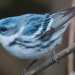Spring Bird Migration on the Upper West Side: An Expert Shares What to Look For